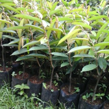 durian petruk Central Java