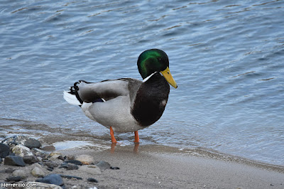 Ànec collverd (Anas platyrhynchos)