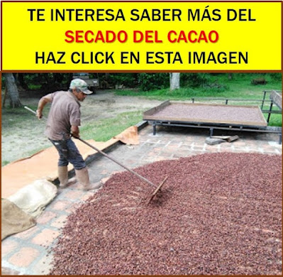 Secado de cacao al sol en patio de ladrillos.