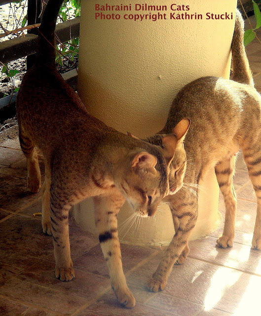 Cat Chit Chat Bahraini Dilmun Cat