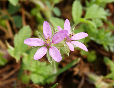 Alfilerillo de pastor (Erodium cicutarium) flor silvestre rosa