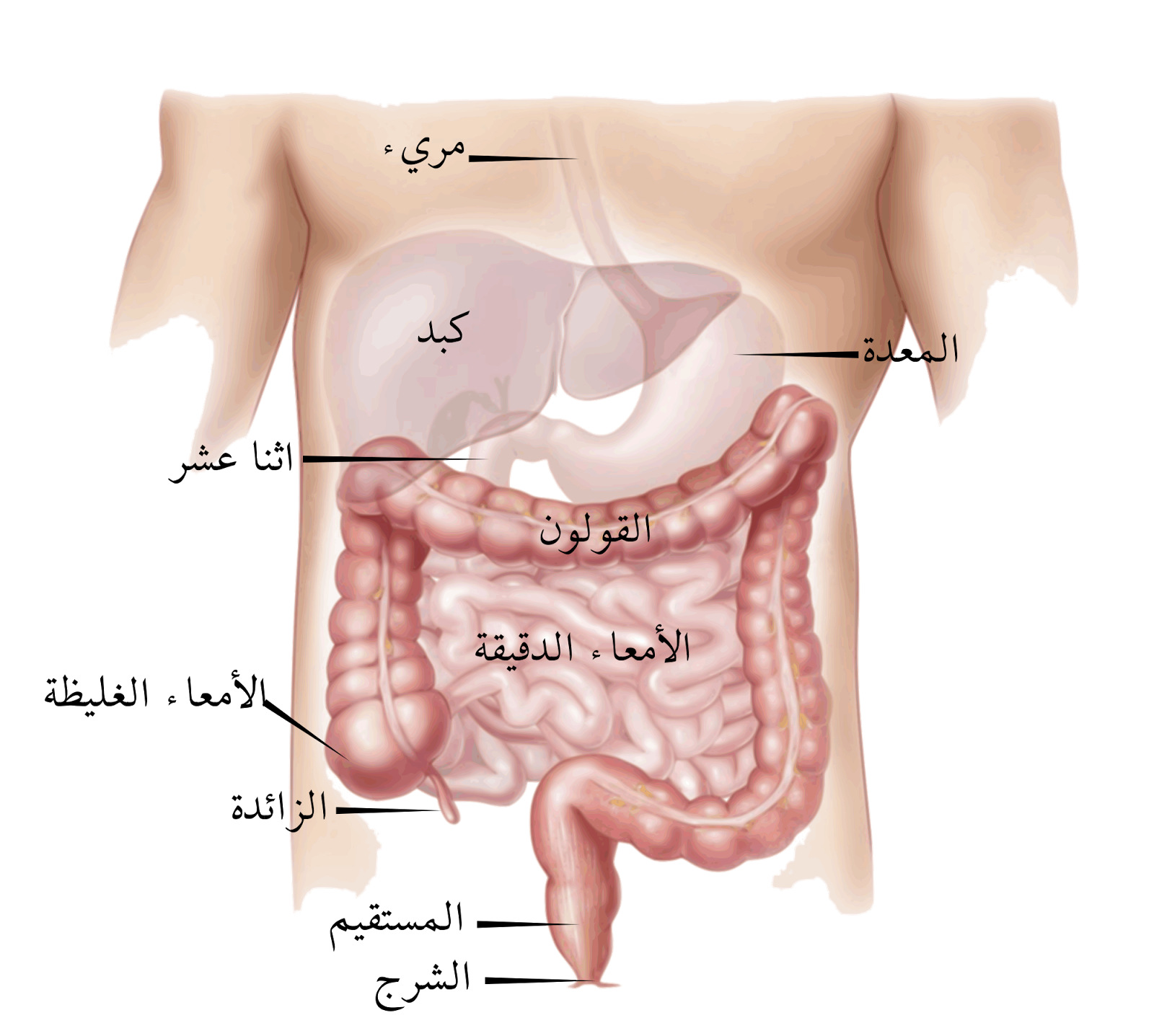 التهاب الزائدة الدودية..أعراضه وطرق علاجه Digestive_appareil-ar.svg