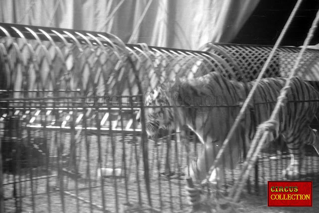 Tigres allant se reposer dans sa roulotte cage