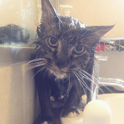 Суровый мокрый кот