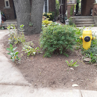 High Park Toronto Summer Garden Cleanup After by Paul Jung Gardening Services--a Toronto Organic Gardener