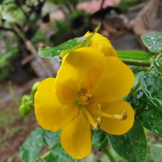 Un jardin bajo los pinos