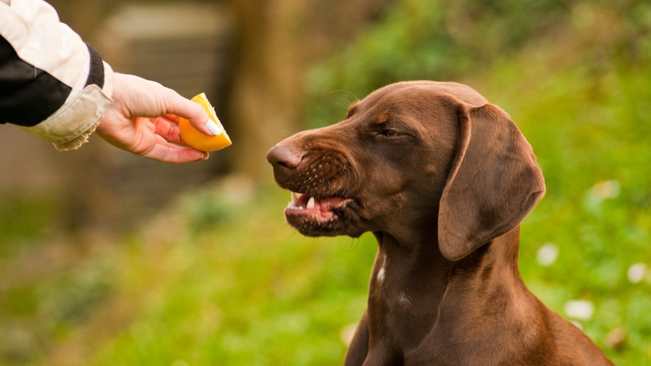 Is Lemon Bad For Dogs?