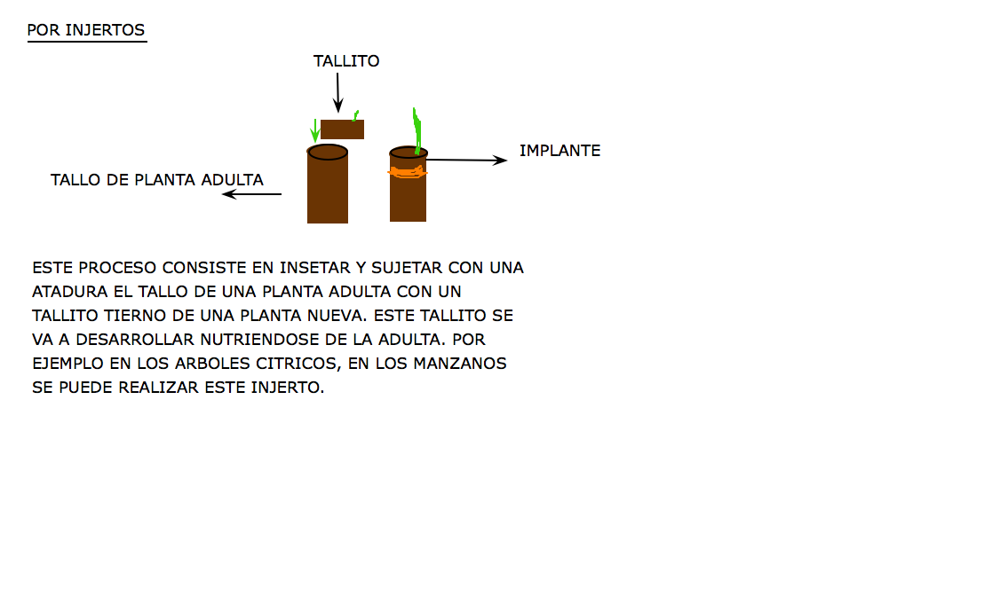 2º Biología MULTIPLICACION VEGETATIVA 2º Biología MULTIPLICACION VEGETATIVA