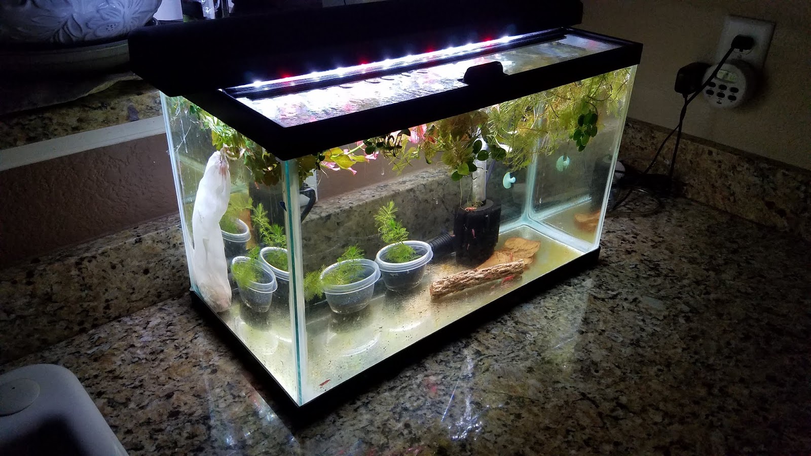 A GAMER'S WIFE How to Set Up an Easy Cherry Shrimp Tank for Breeding