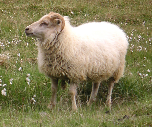 icelandic sheep, about icelandic sheep, icelandic sheep appearance, icelandic sheep breed, icelandic sheep breed info, icelandic sheep breed facts, icelandic sheep behavior, icelandic sheep care, caring icelandic sheep, icelandic sheep color, icelandic sheep color varieties, icelandic sheep characteristics, icelandic sheep coat color, icelandic sheep development, icelandic sheep ewes, icelandic sheep facts, icelandic sheep for meat, icelandic sheep for milk, icelandic sheep for wool, icelandic sheep history, icelandic sheep horns, icelandic sheep info, icelandic sheep images, icelandic sheep lambs, icelandic sheep meat, icelandic sheep origin, icelandic sheep photos, icelandic sheep pictures, icelandic sheep rarity, raising icelandic sheep, icelandic sheep rearing, raising icelandic sheep for meat, raising icelandic sheep for milk, raising icelandic sheep for wool, icelandic sheep size, icelandic sheep temperament, icelandic sheep uses, icelandic sheep varieties, icelandic sheep weight, icelandic sheep wool