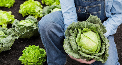 Вярвания за храни и напитки Cabbage