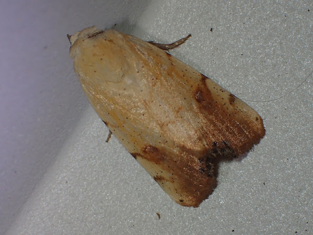 Xanthodes albago Xanthodes albago