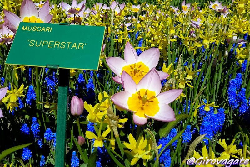 campi tulipani bicicletta olanda