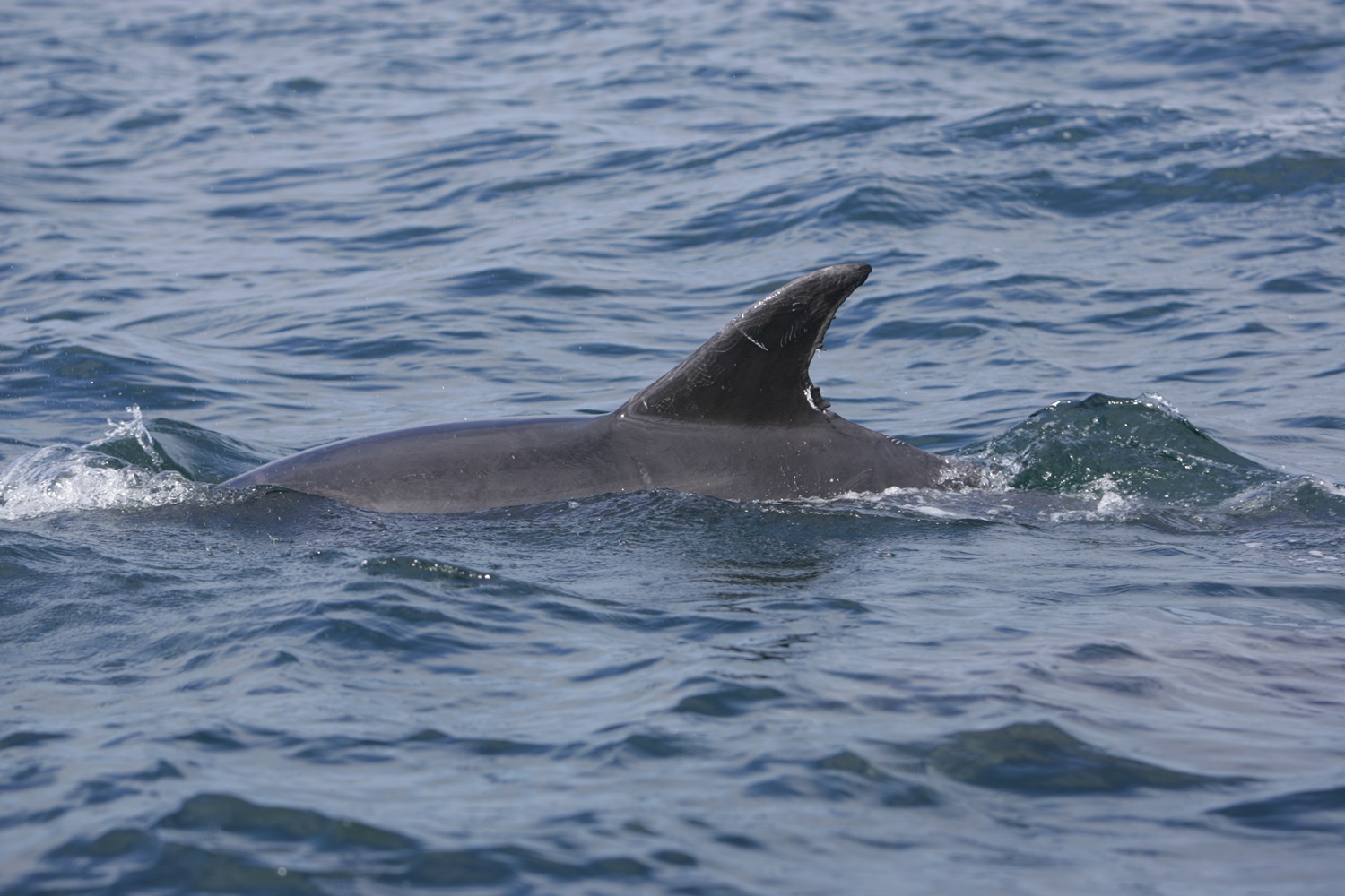 Irish bottlenose dolphin project