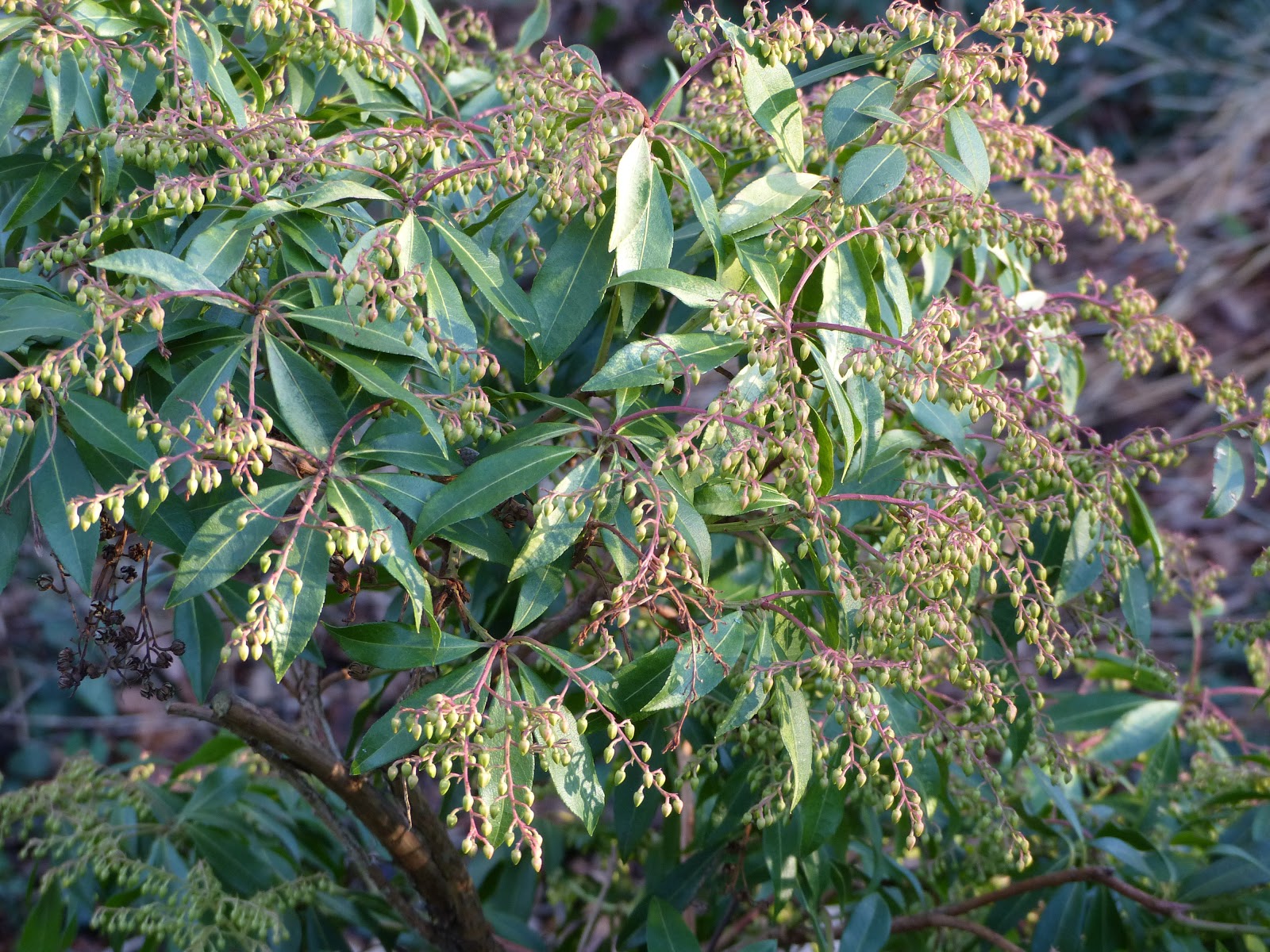 Temps De Jardin Fevrier 2018