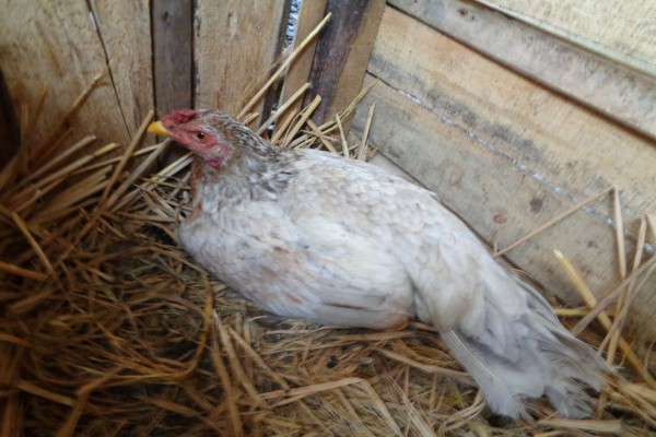 Ayam Kampung Sedang Mengerami Telur