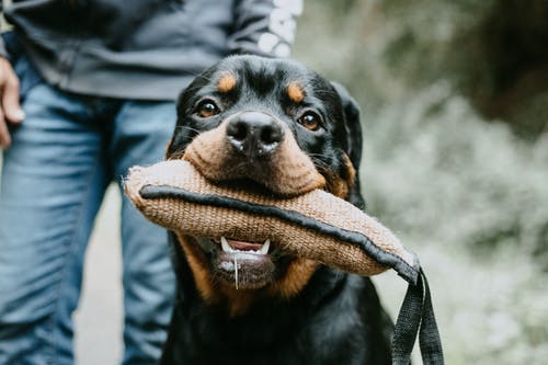 How Training Dogs How Training Dogs