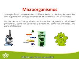 Que son los microorganismos