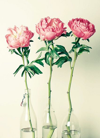 beautiful pink peonies in bottles