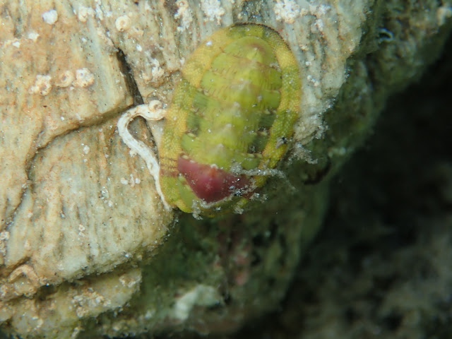 Rhyssoplax olivacea Rhyssoplax olivacea