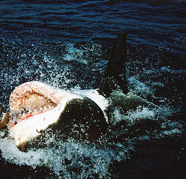 GREAT WHITE SHARK FACTS |The Garden of Eaden