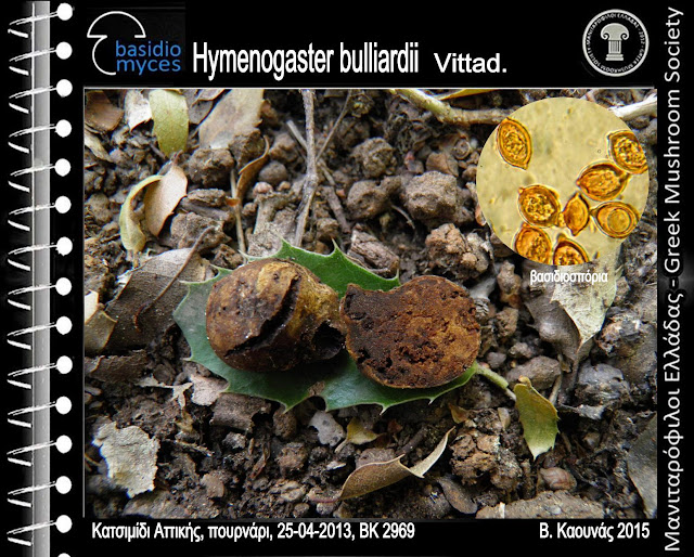 Hymenogaster bulliardii Vittad.