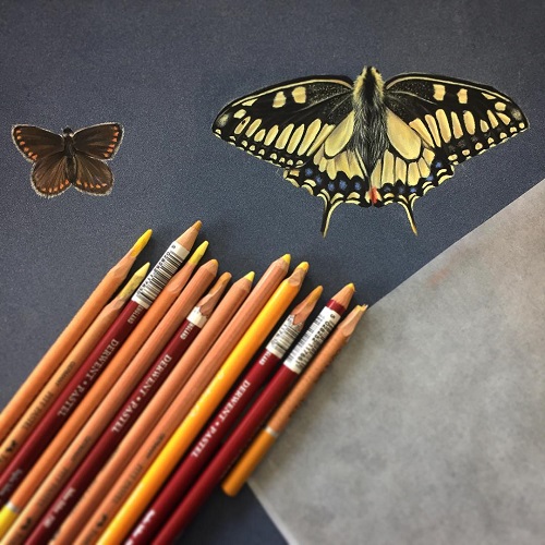 The Best Pastel Paper for Wildlife Drawings - Emily Rose Fine Art