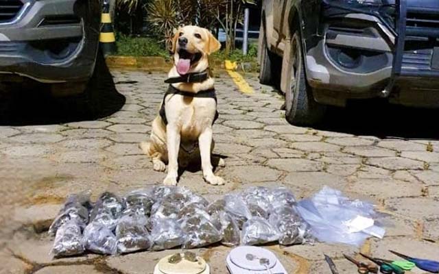 Cão farejador localiza mais 1,5 mil trouxas de maconha em Salvador