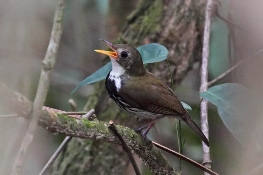 Argentina nativa Mosquitero (Corythopis delalandi)