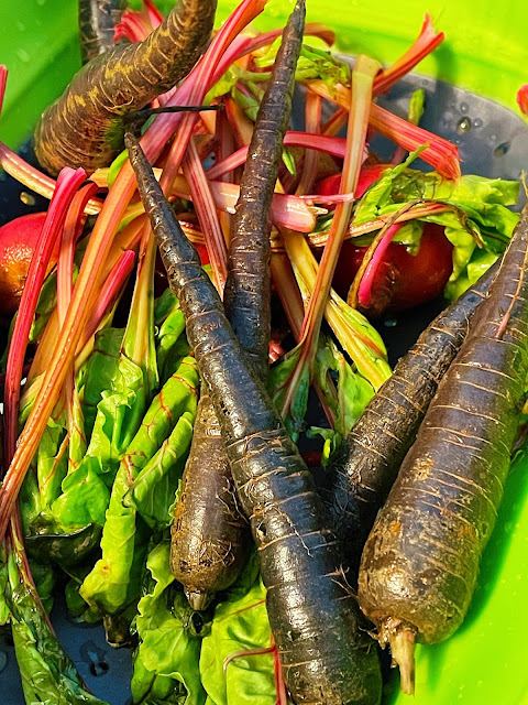 photo of purple carrots, beets and beet stems
