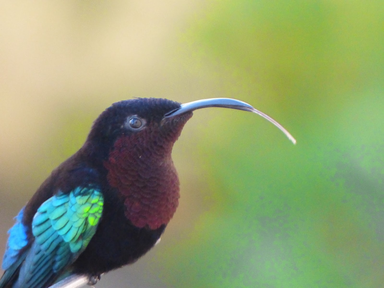 La Faune en Martinique DAME SKARLETTE