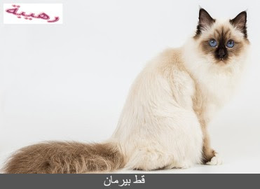 أفضل 8 أنواع للقطط بالصور