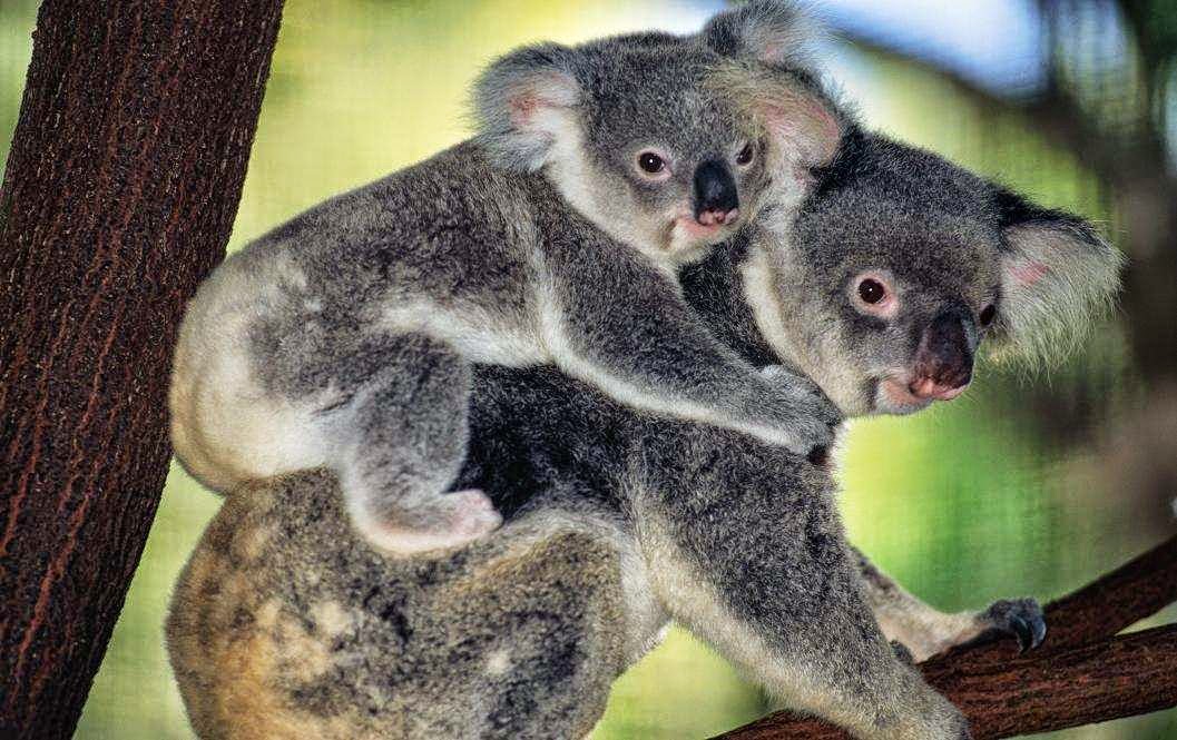 Коала страна. Австралия сумчатые коала. Коала и детеныш Австралия. Коала двурезцовые сумчатые. Коала сумчатая с детенышем.