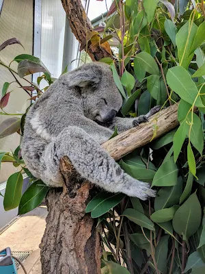 Taronga zoo animals: koala encounter