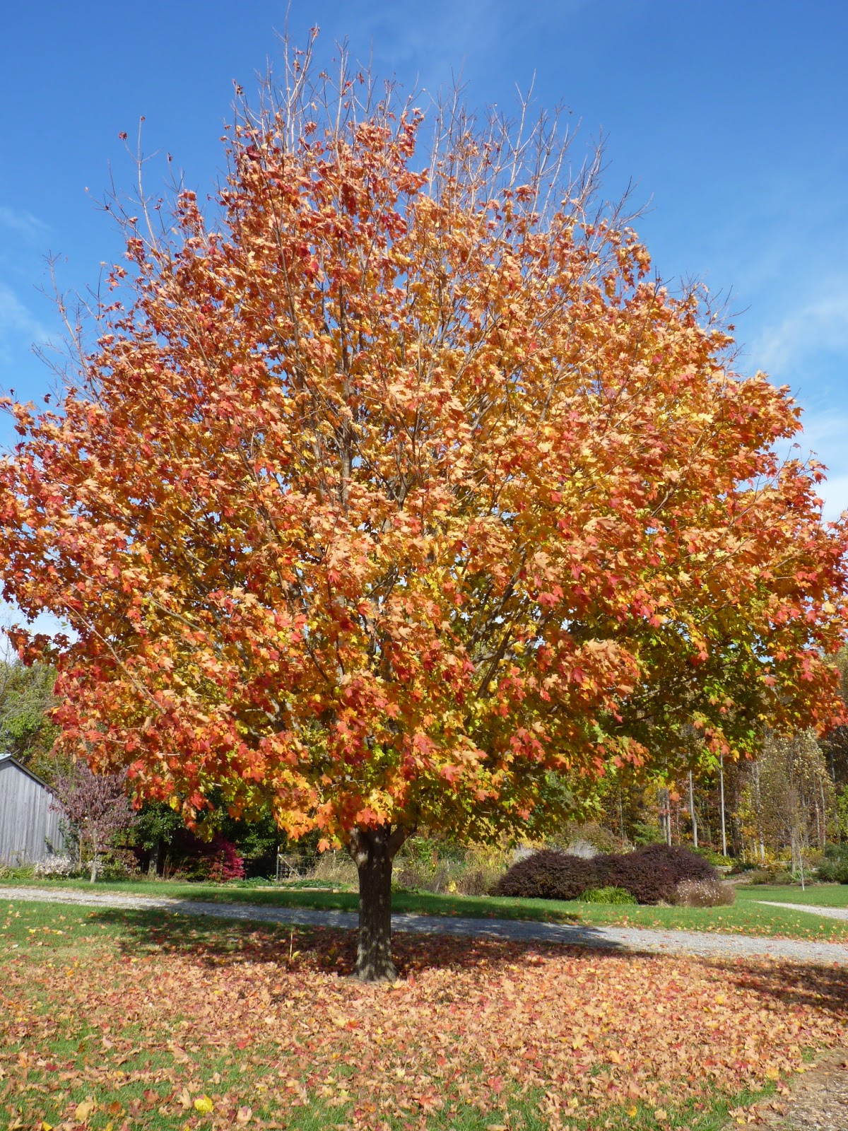 Mountain Glen Farm Journal My Favorite Sugar Maple Tree
