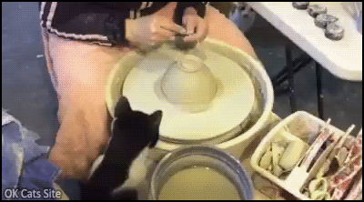Funny Cat GIF • Funny and clever cat helps his human make ceramic food bowl
