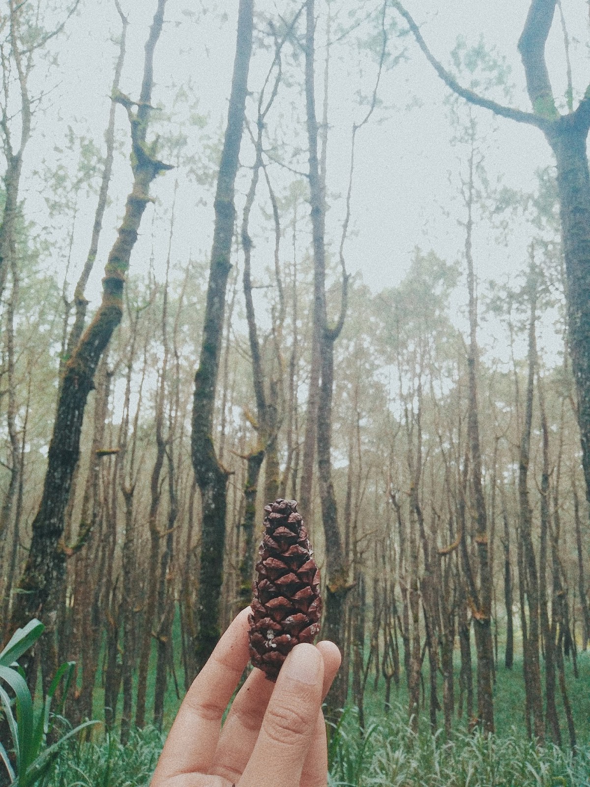 Hutan Pinus Manikliyu