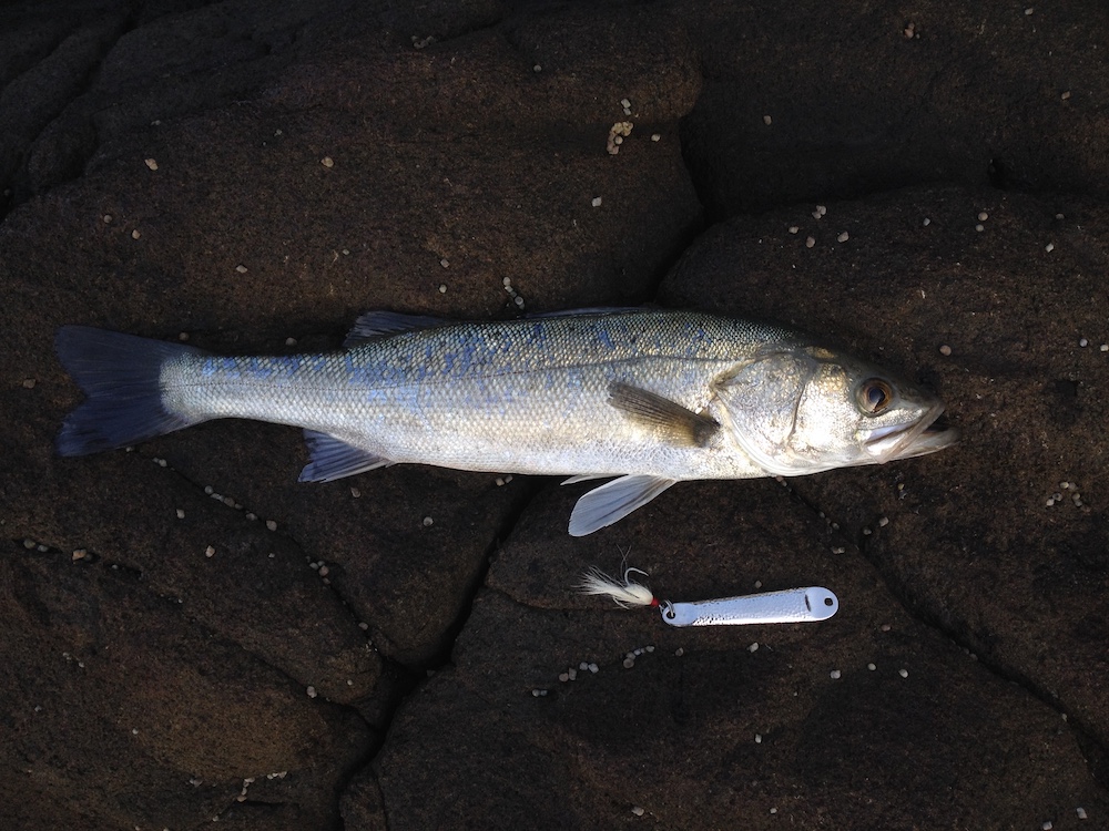 American saltwater lures can catch Japanese fish? (No. 524) Japanese