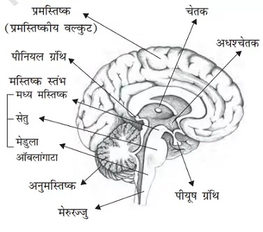 मस्तिष्क | संरचना | कार्य। (Brain in hindi)
