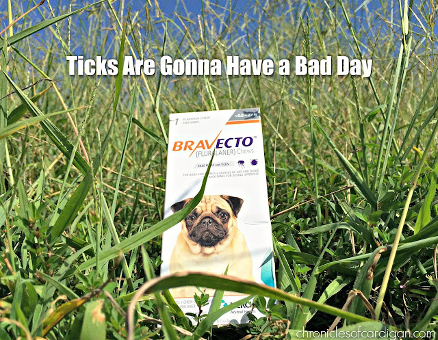 Box of BRAVECTO in tall grass with caption: As long as your dog is on BRAVECTO, ticks will have bad days. 
