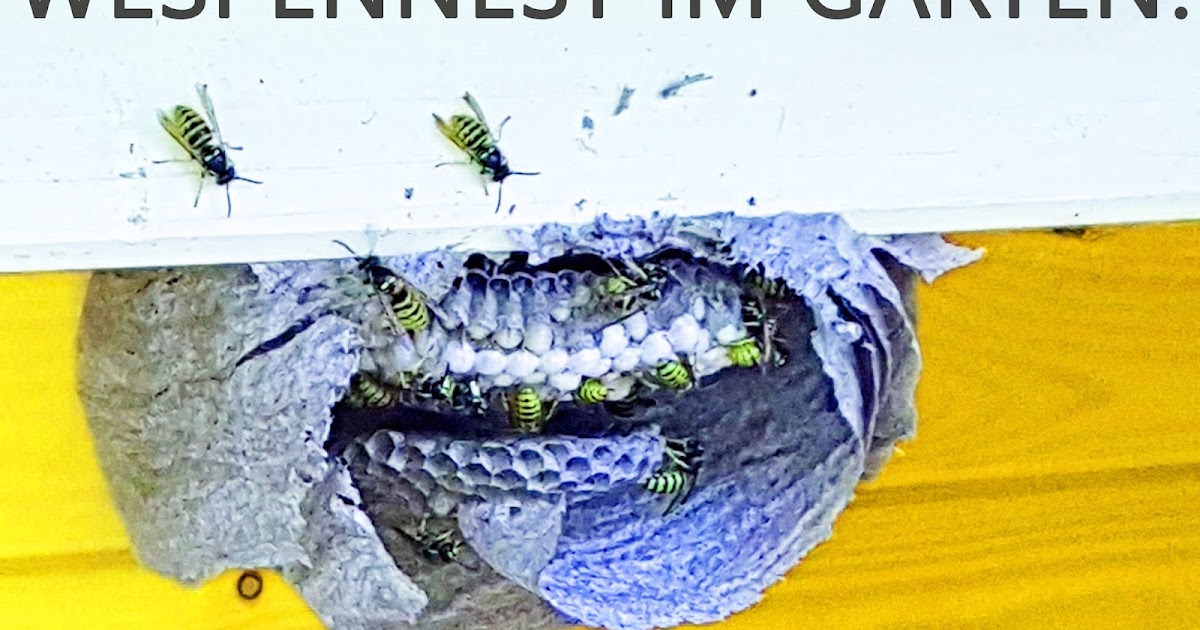 Was tun bei einem Wespennest im Garten? Tierfreundliche