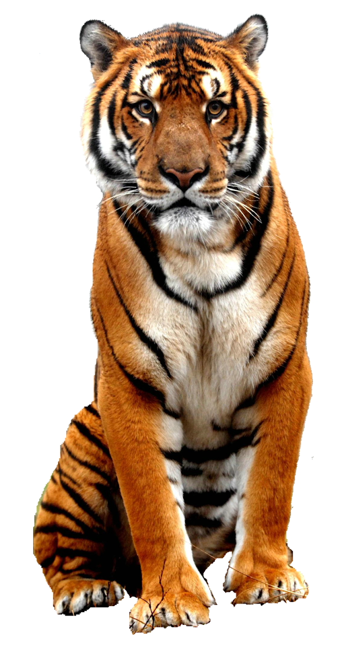 tiger illustration, Bali tiger Bengal tiger Sumatran tiger, tiger