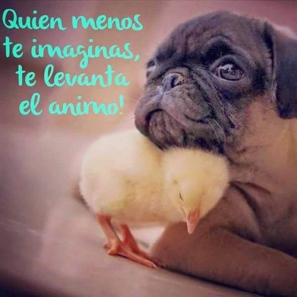 Imagen 0
