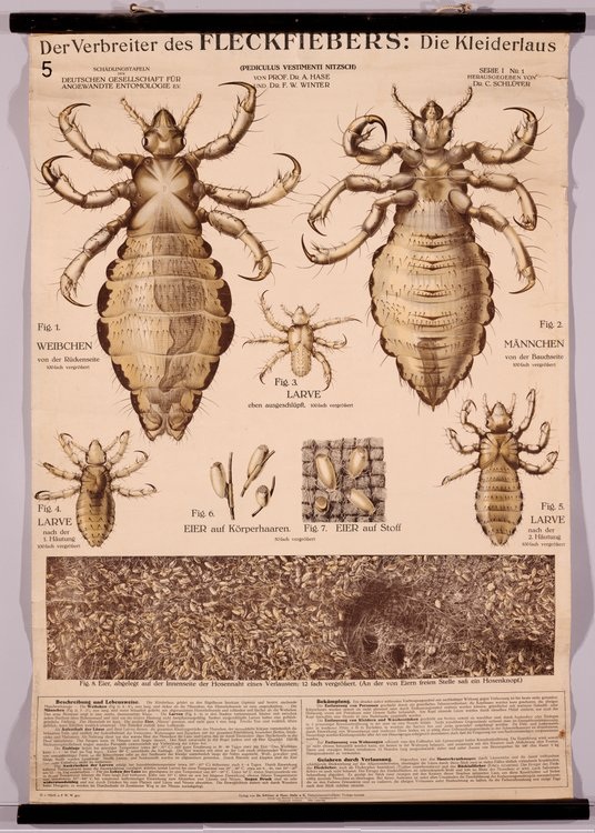 BibliOdyssey: Insect Wall Charts phylum arthropoda diagram 