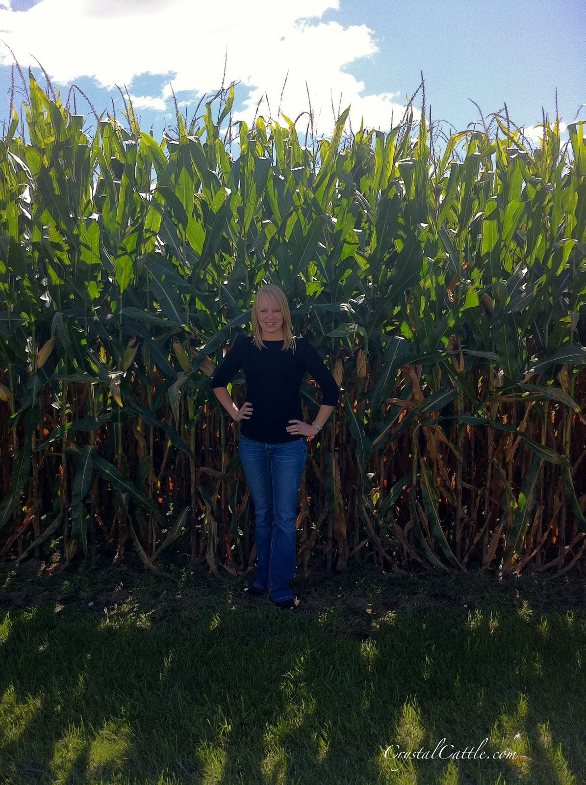 Crystal Cattle Deep inside the cornfield Corn Report