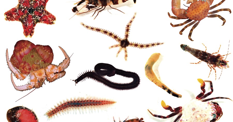 Soal Biologi Tenang Hewan Invertebrata Beserta Kunci Jawaban Biologi