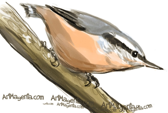 Red-breasted Nuthatch sketch painting. Bird art drawing by illustrator Artmagenta