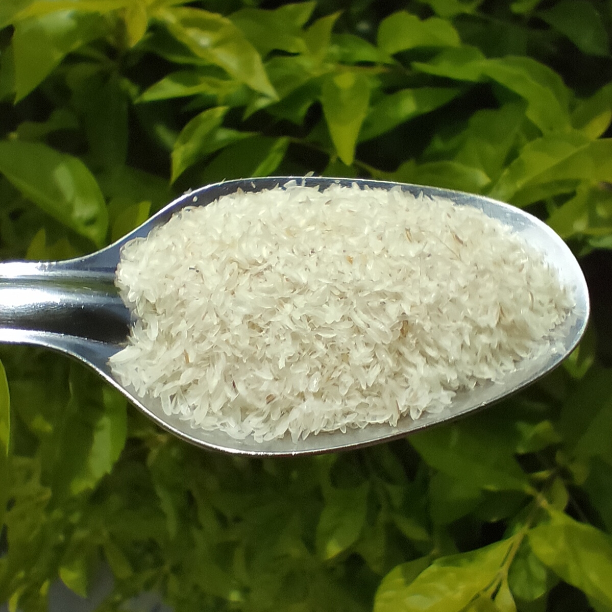 Isabgol Psyllium Husk Benefits and Proper Ways Of Taking Isabgol