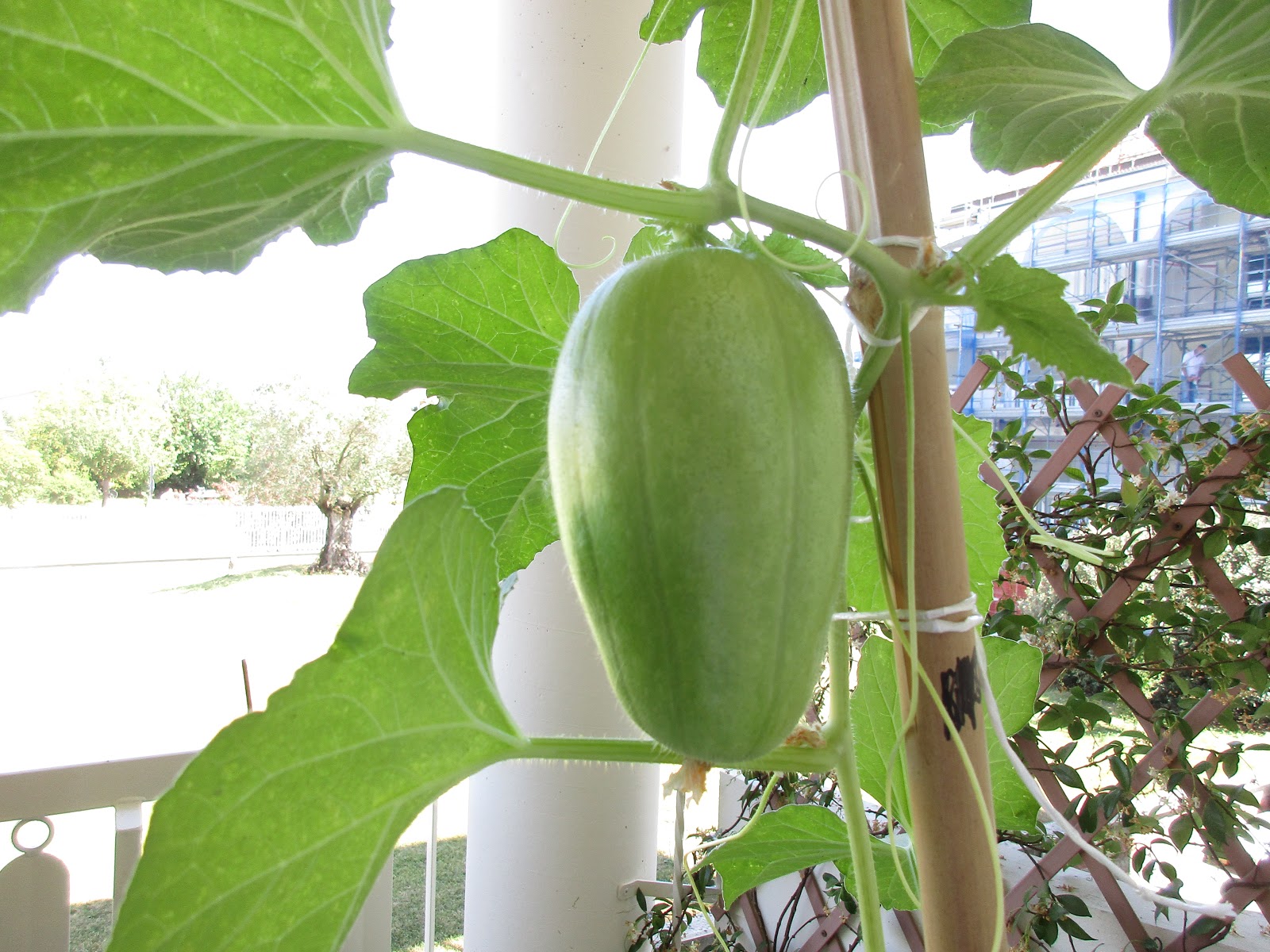 Carosello Pugliese: CAROSELLO BARESE - coltivato nel 2019