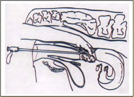 Inseminasi Buatan Pada Sapi - Materi Sekolah ( Gudang Ilmu )